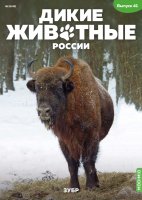 Дикие животные России № 41: Зубр Дикие животные России