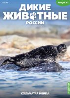 Дикие животные России № 47: Кольчатая нерпа Дикие животные России
