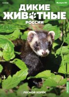 Дикие животные России № 50: Лесной хорёк Дикие животные России