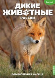 Дикие животные России № 1: Обыкновенная лисица