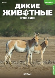 Дикие животные России № 25: Кулан
