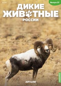 Дикие животные России № 37: Аргали