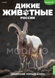 Дикие животные России № 42: Сибирский горный козёл Дикие животные России