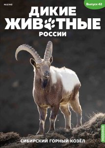 Дикие животные России № 42: Сибирский горный козёл Дикие животные России