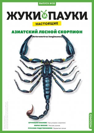 Выпуск №30: Жуки и пауки, Азиатский лесной скорпион