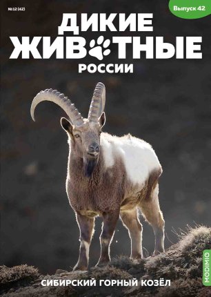 Дикие животные России № 42: Сибирский горный козёл Дикие животные России