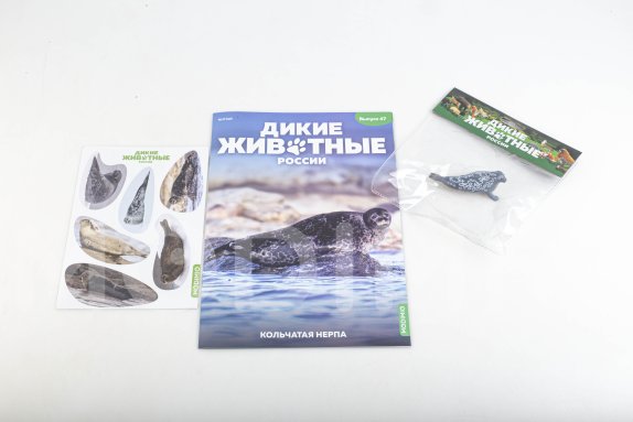 Дикие животные России № 47: Кольчатая нерпа Дикие животные России, фото 2