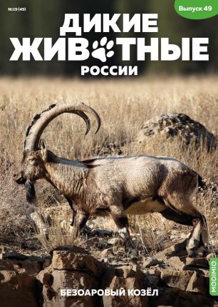 Дикие животные России № 49: Безоаровый козёл Дикие животные России