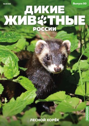 Дикие животные России № 50: Лесной хорёк Дикие животные России